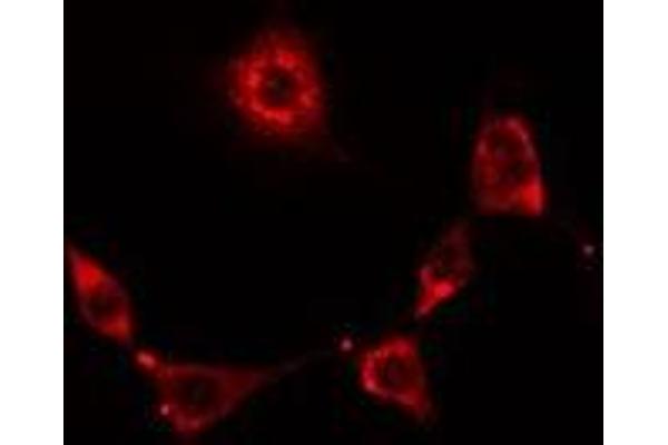 RNF19A Antikörper  (N-Term)