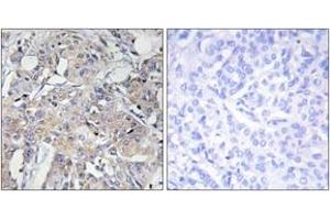 COL6a3 antibody  (AA 2261-2310)