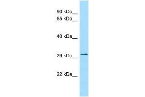 FLVCR2 antibody  (C-Term)