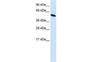 Image no. 1 for anti-Insulinoma-Associated 1 (INSM1) (C-Term) antibody (ABIN2779789)