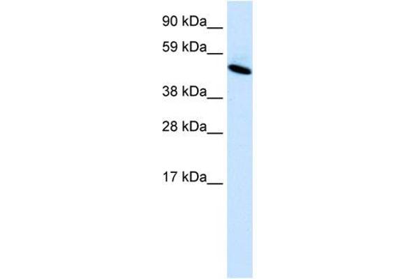 INSM1 antibody  (C-Term)