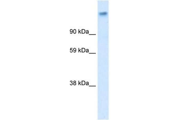 anti-Calcium Channel, Voltage-Dependent, alpha 2/delta Subunit 1 (CACNA2D1) (Middle Region) antibody