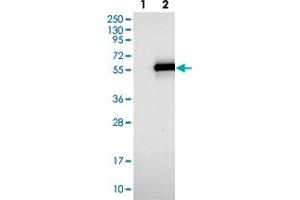 Image no. 1 for anti-TWIST Neighbor (TWISTNB) antibody (ABIN5590399)