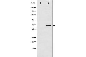 Image no. 1 for anti-Activating Transcription Factor 2 (ATF2) (pThr53), (pThr71) antibody (ABIN6255706)