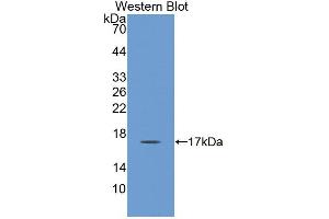 Image no. 2 for anti-SH3 Domain Binding Glutamic Acid-Rich Protein Like (SH3BGRL) (AA 1-114) antibody (ABIN1870861)