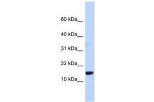 Image no. 1 for anti-Tumor Protein D52-Like 3 (TPD52L3) (AA 71-120) antibody (ABIN6744307)