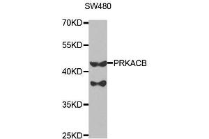 PRKACB Antikörper  (AA 1-351)