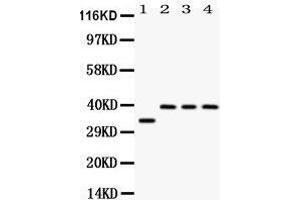 Image no. 2 for anti-Protein Phosphatase 1, Regulatory (Inhibitor) Subunit 1B (PPP1R1B) (AA 1-36), (N-Term) antibody (ABIN3044534)