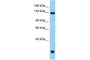 anti-phospholipase C, beta 1 (phosphoinositide-Specific) (PLCB1) (C-Term) antibody
