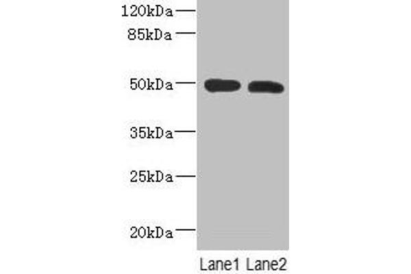 RGMA antibody  (AA 153-408)