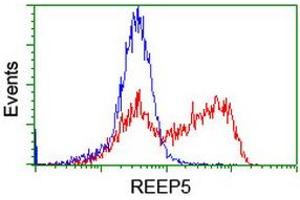 Image no. 8 for anti-Receptor Accessory Protein 5 (REEP5) antibody (ABIN1500659)