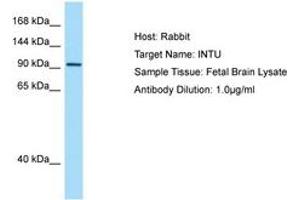 Image no. 1 for anti-Inturned Planar Cell Polarity Effector Homolog (INTU) (AA 816-865) antibody (ABIN6750108)