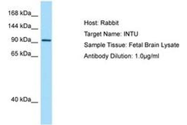 anti-Inturned Planar Cell Polarity Effector Homolog (INTU) (AA 816-865) antibody