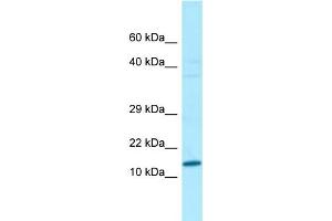anti-Variable Charge, Y-Linked (VCY) (N-Term) antibody