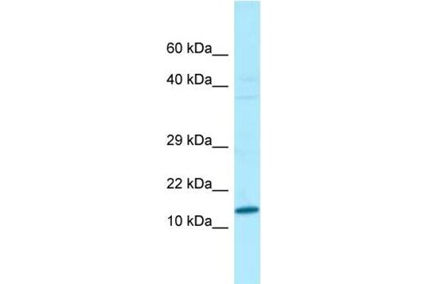 anti-Variable Charge, Y-Linked (VCY) (N-Term) antibody