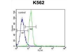 Flow cytometric analysis of K562 cells (right histogram) compared to a negative control cell (left histogram) using PTPN20  Antibody , followed by FITC-conjugated goat-anti-rabbit secondary antibodies.