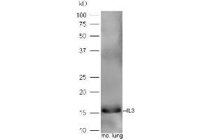 IL-3 antibody  (AA 101-166)