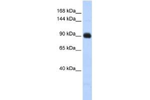 MATN2 antibody  (Middle Region)