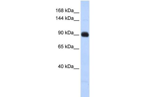 MATN2 antibody  (Middle Region)