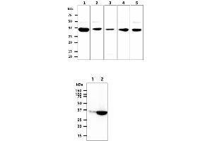 Image no. 2 for anti-Glycerol-3-Phosphate Dehydrogenase 1-Like (GPD1L) antibody (ABIN5776141)