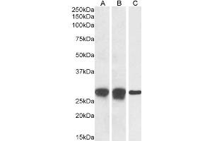 Image no. 2 for anti-Apolipoprotein B mRNA Editing Enzyme, Catalytic Polypeptide-Like 3A (APOBEC3A) (Internal Region) antibody (ABIN238645)