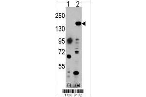 Image no. 1 for anti-Euchromatic Histone-Lysine N-Methyltransferase 1 (EHMT1) (AA 1145-1174), (C-Term) antibody (ABIN387855)