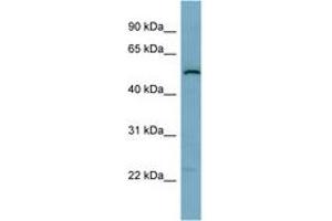 Image no. 1 for anti-Synaptosomal-Associated Protein, 47kDa (SNAP47) (AA 395-444) antibody (ABIN6741949)