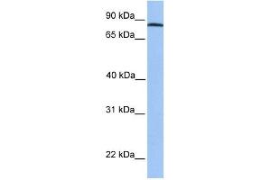 Image no. 1 for anti-ADAM Metallopeptidase Domain 7 (ADAM7) (C-Term) antibody (ABIN635785)