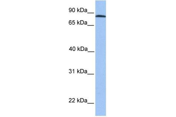 anti-ADAM Metallopeptidase Domain 7 (ADAM7) (C-Term) antibody