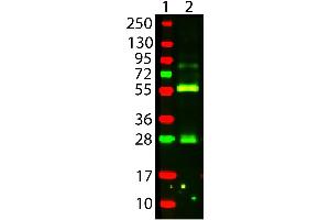 Image no. 1 for Avidin (AVD) protein (Texas Red (TR)) (ABIN964123)