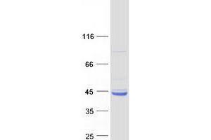 Image no. 1 for WD Repeat Domain 92 (WDR92) protein (Myc-DYKDDDDK Tag) (ABIN2735543)