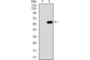 anti-Dynactin 4 (DCTN4) (AA 57-298) antibody