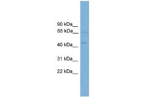 anti-Forkhead Box D4 (FOXD4) (Middle Region) antibody