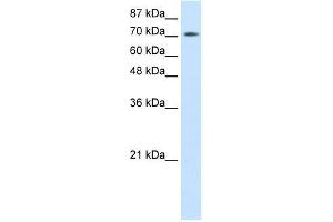 Image no. 2 for anti-Zinc Finger and BTB Domain Containing 48 (ZBTB48) (N-Term) antibody (ABIN1109543)
