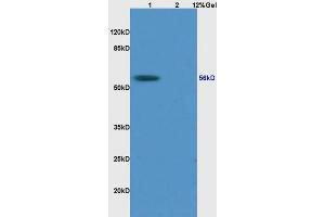 Image no. 1 for anti-Regulator of Chromosome Condensation 2 (RCC2) (AA 441-522) antibody (ABIN872979)