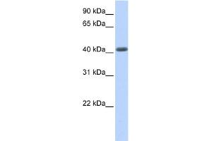 Image no. 1 for anti-Leucine Rich Repeat Containing 2 (LRRC2) (N-Term) antibody (ABIN2775503)