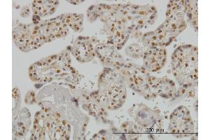 Image no. 3 for anti-SMAD, Mothers Against DPP Homolog 3 (SMAD3) (AA 120-221) antibody (ABIN561715)