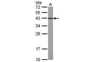 Image no. 2 for anti-Glucose-Fructose Oxidoreductase Domain Containing 2 (GFOD2) (AA 198-385) antibody (ABIN1498450)
