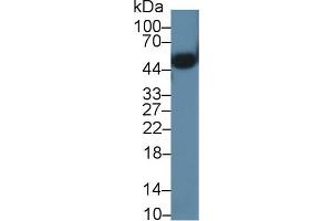 Orosomucoid 2 antibody  (AA 19-207)