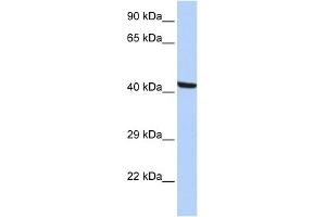 Image no. 1 for anti-Kaptin (Actin Binding Protein) (KPTN) (N-Term) antibody (ABIN2787705)