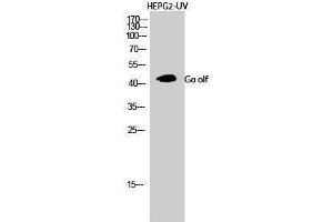 Image no. 1 for anti-Guanine Nucleotide Binding Protein, alpha Stimulating, Olfactory Type (GNAL) (Internal Region) antibody (ABIN3184967)