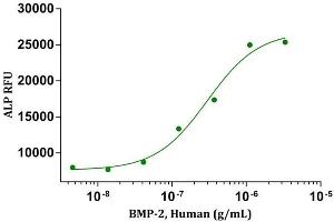 BMP-2, Human induced alkaline phosphatase production in C2C12 cells.