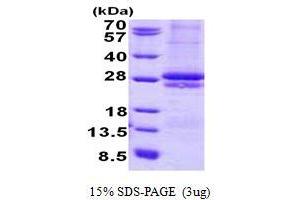 Image no. 1 for Cytokine Receptor-Like Factor 2 (CRLF2) protein (His tag) (ABIN1098797)