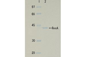 SDS-PAGE (SDS) image for RecA (Active) protein (ABIN2452179)