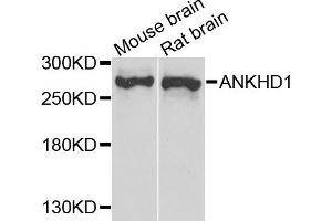 Image no. 1 for anti-Ankyrin Repeat and KH Domain Containing 1 (ANKHD1) antibody (ABIN2736278)