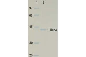 Image no. 3 for RecA (Active) protein (ABIN2452179)