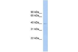 Image no. 1 for anti-Fc Receptor-Like A (FCRLA) (Middle Region) antibody (ABIN635770)
