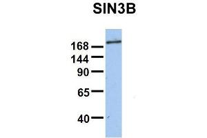 SIN3B antibody  (Middle Region)