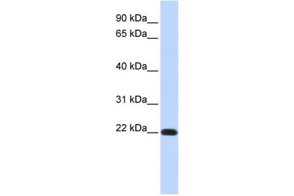 anti-FXYD Domain Containing Ion Transport Regulator 5 (FXYD5) (Middle Region) antibody