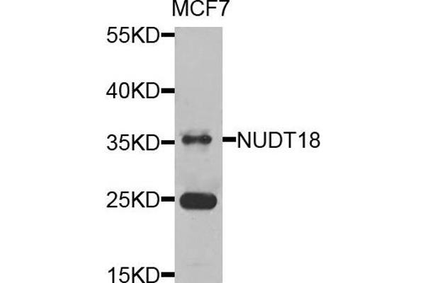 anti-Nudix (Nucleoside Diphosphate Linked Moiety X)-Type Motif 18 (NUDT18) antibody